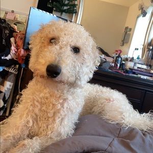 Meet your Posher, Felisha